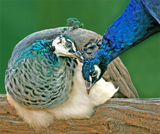 Peacock Love