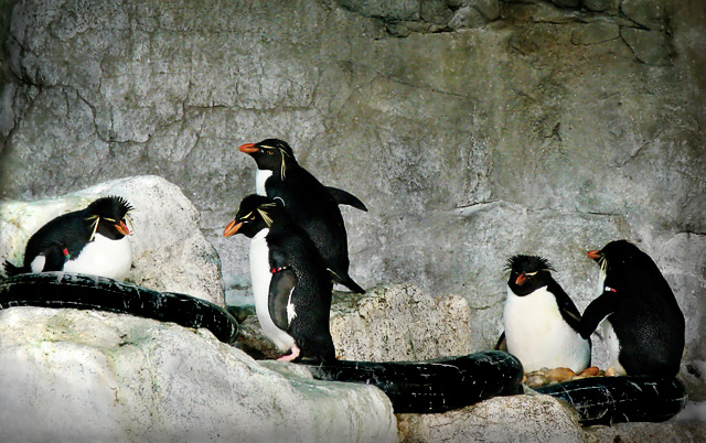 Pampered Penguin Party