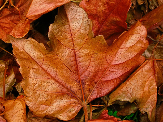 Autumn Leaves