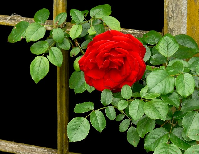 A Red Rose