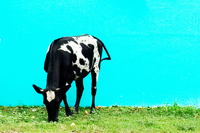 Cow