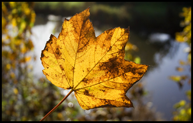 The Autumn Leaf