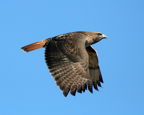 Red-Tailed Lord of the Skies