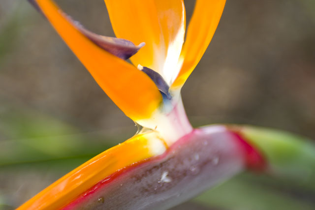 Bird of Paradise