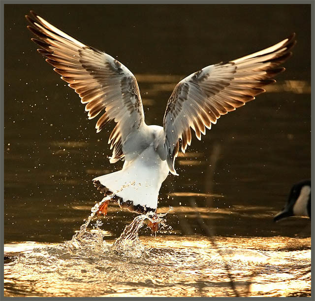 Water Wings.