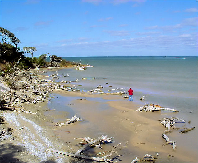 Beach Comber