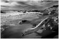 Driftwood