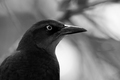 Quoth the grackle...