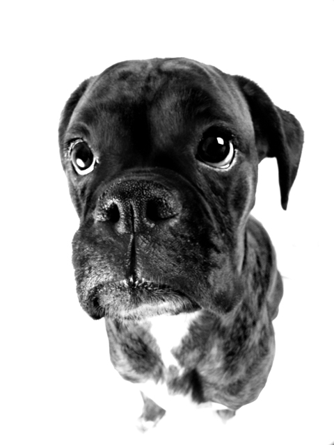 Begging Boxer