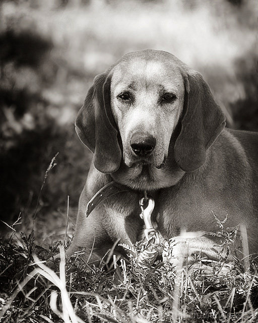 Old Hound Retired From the Hunt