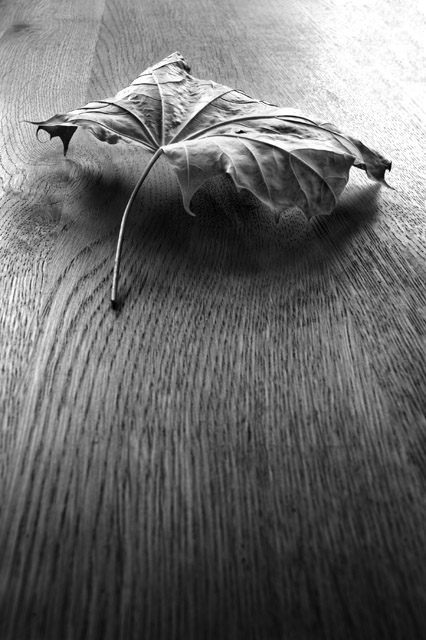 Leaf
