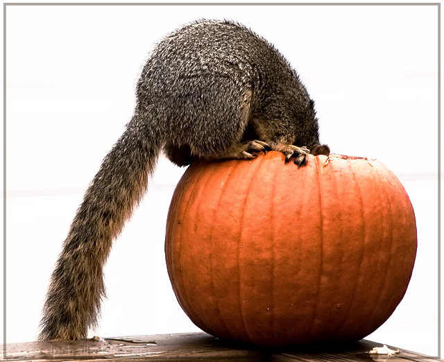 "Hmmm ... Do you have any SMALLER Halloween masks?"