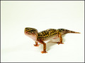 Like a leopard...gecko
