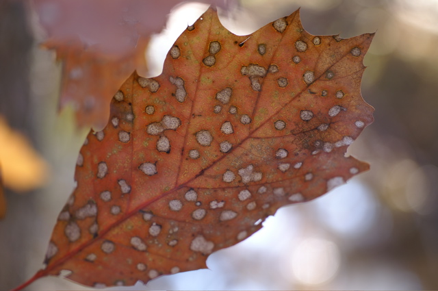 Polka Leaf