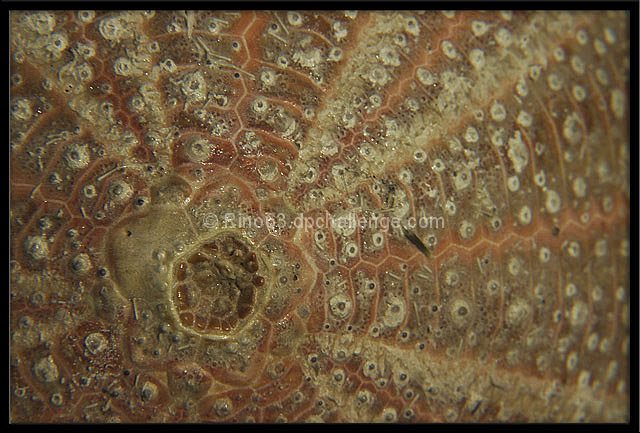 Echinus melo