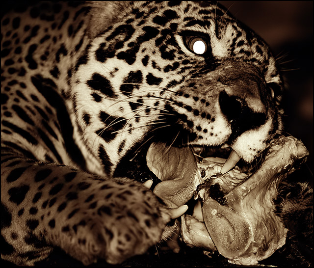 The Leopard and Her Kill