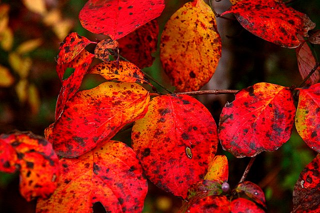 I spotted the last leaves of Autumn