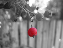Berry