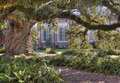 St. John's Cathedral and 450 year old oak tree