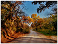 Autumn's Path