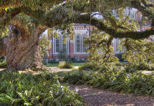 St. John's Cathedral and 450 year old oak tree