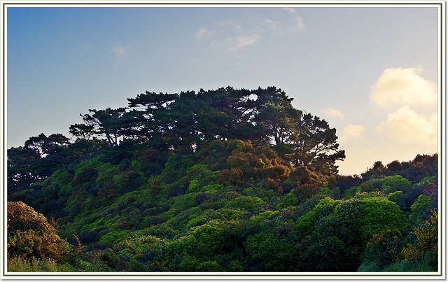 Evening bush walk...