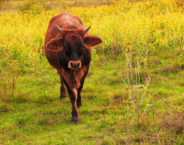 Pastoral Offering