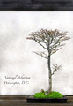 National Arboretum, Washington, D.C.