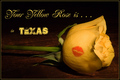 There's a Yellow Rose in Texas