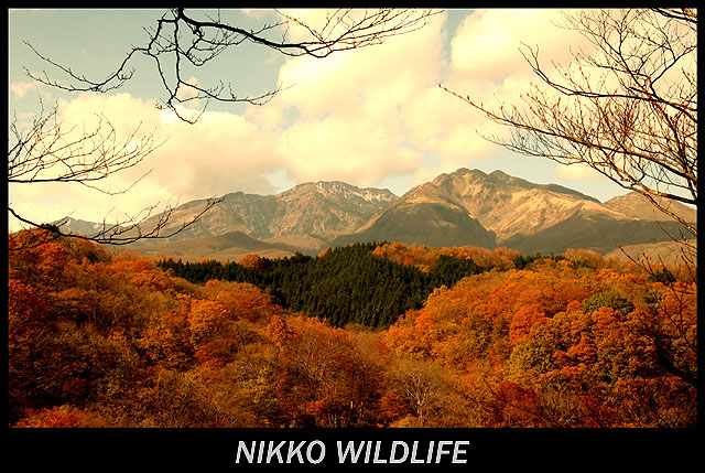 Autumn in Japan