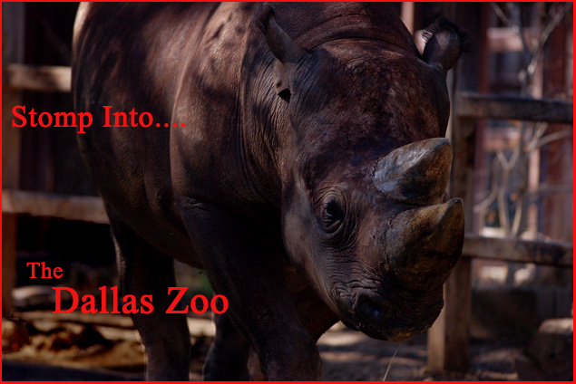 Stomp Into.... The Dallas Zoo!