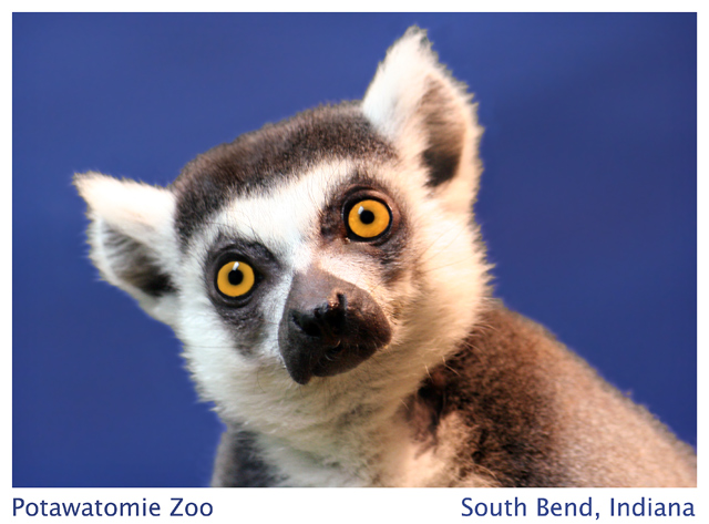 Lemur at Potawatomie Zoo