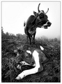 Bovine Burlesque