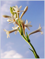 Reaching To Sky..