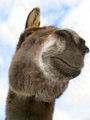 Eeyore