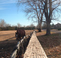 Fall Fence Line