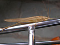 Grasshopper