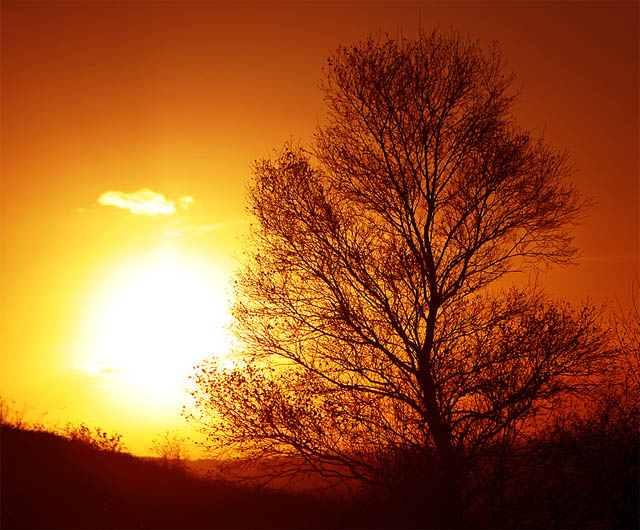 The tree that dwarfed the sun.