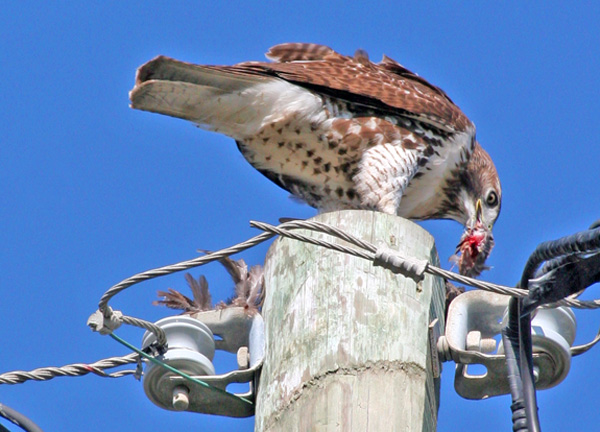 A Hawk's Perspective on Electricity