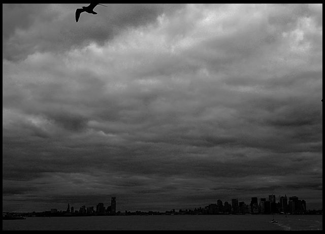 Seagull over NYC.