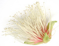 Wild Flower