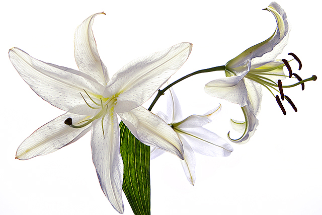 study in Lilies