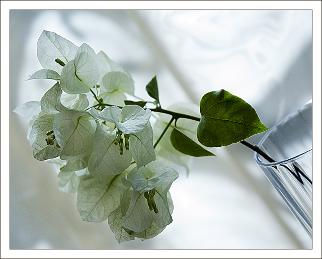 Backlit Bougainvillae