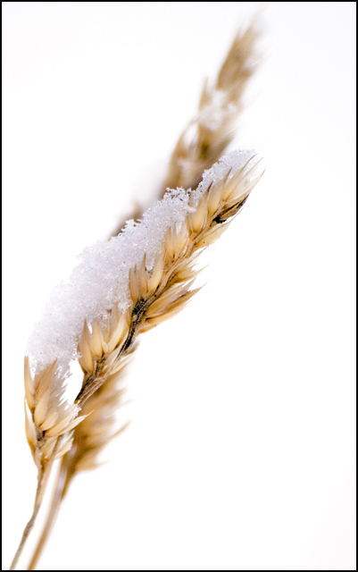 Winter Wheat