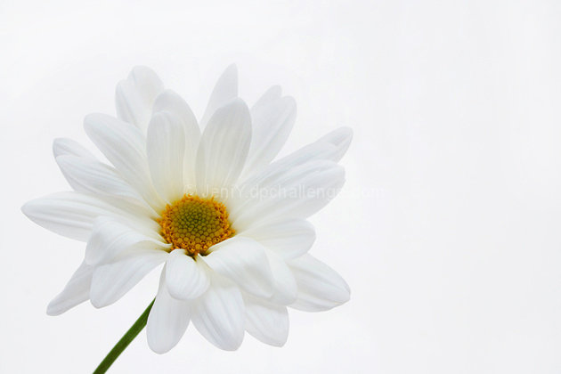 Flower Power