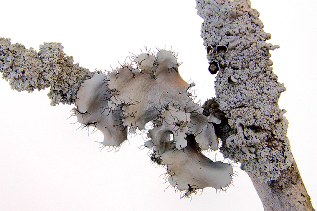 Light-Grey Lichen w/a 'Raspberry'