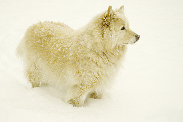 Winter Coat