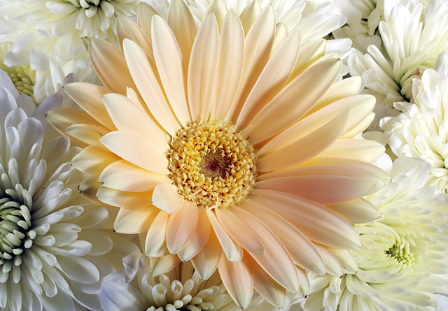 Gerbera and Mums