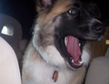She's a dog.  What's she need a seatbelt for?