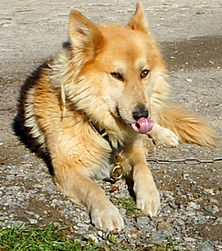 No, Wolfie won't eat your pet squirrel - oops